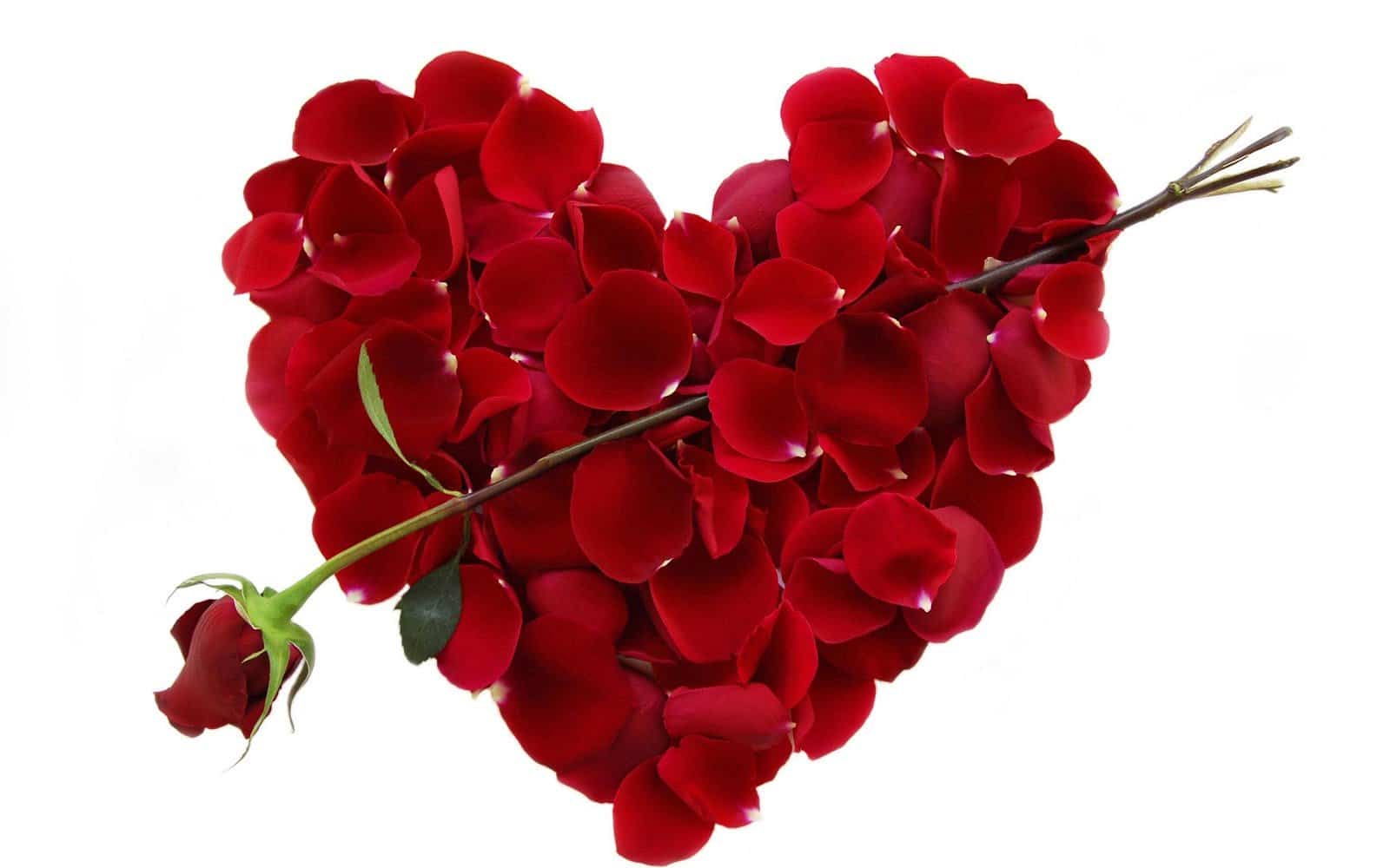 Image result for valentine flower